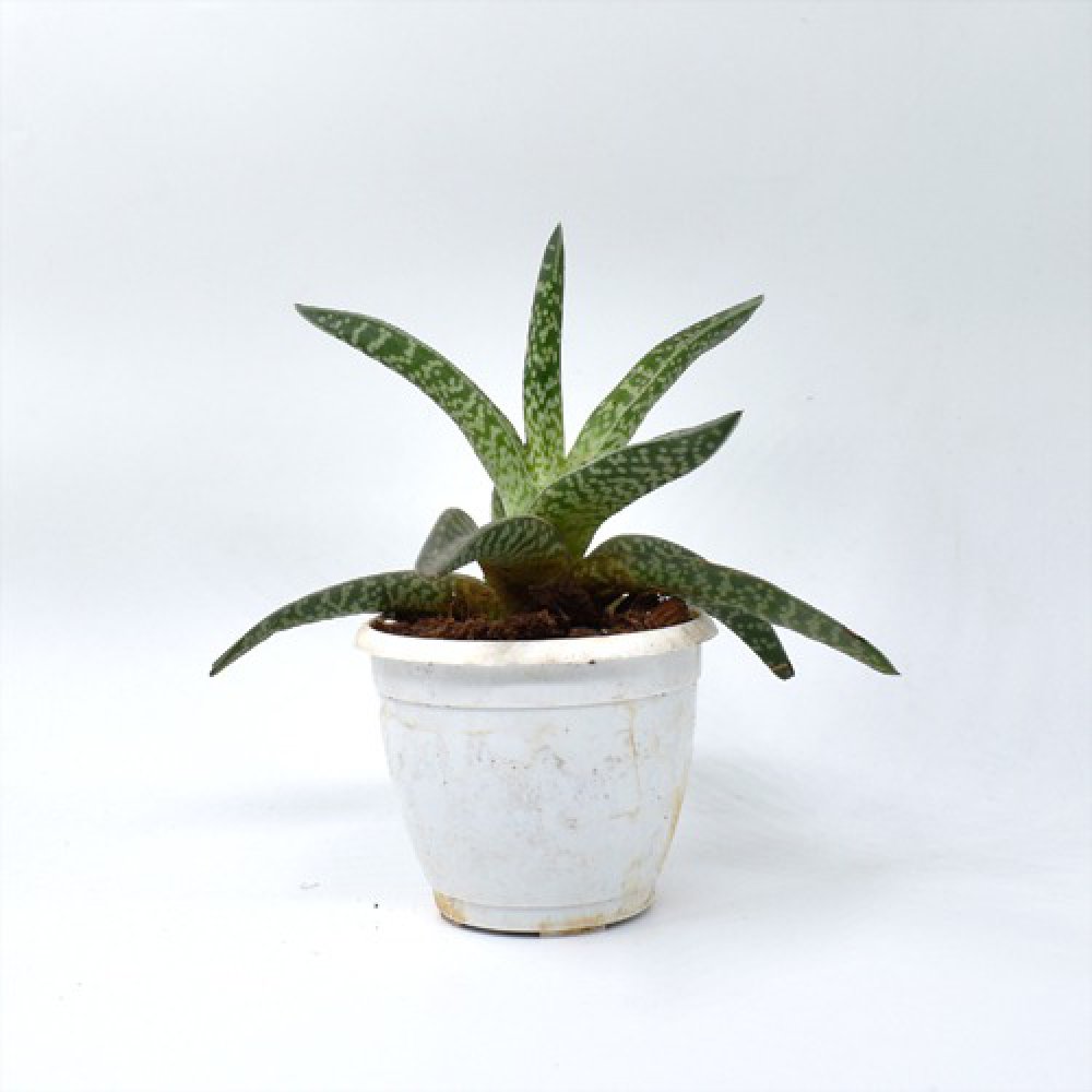 Golnialoe Variegata | Tiger Aloe | Tiger Aloe Plant | Indoor Plant