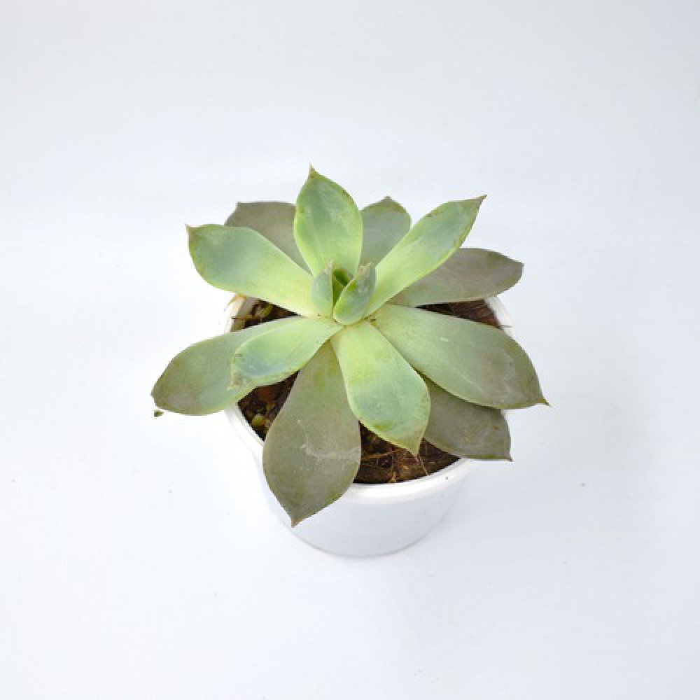 Echeveria Elegance Plant | Plants For Decor | Decor | Plants | Indoor Plants