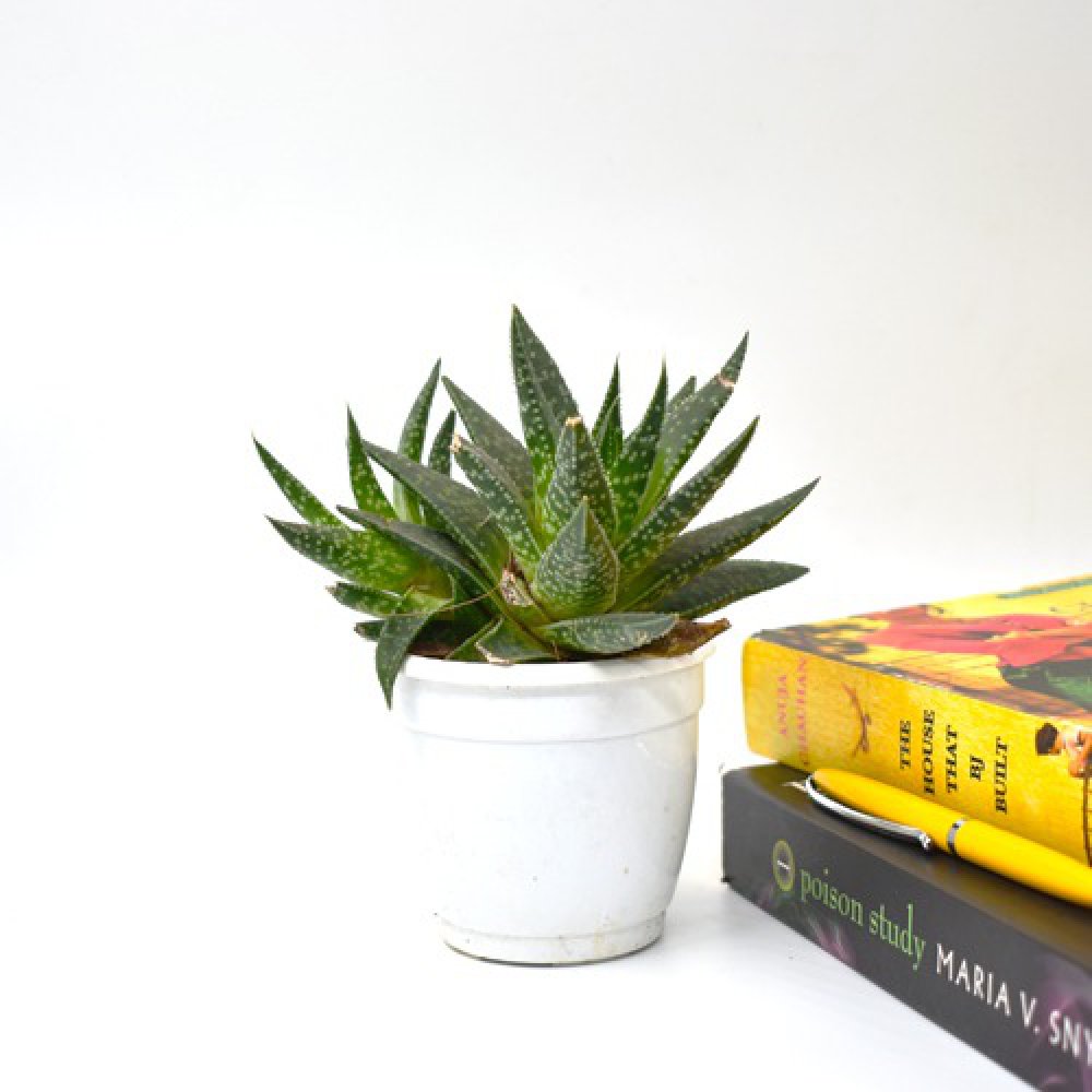 Tiger Tooth Aloe | Aloe Juvenna | Small Succulent Plant | Plants |