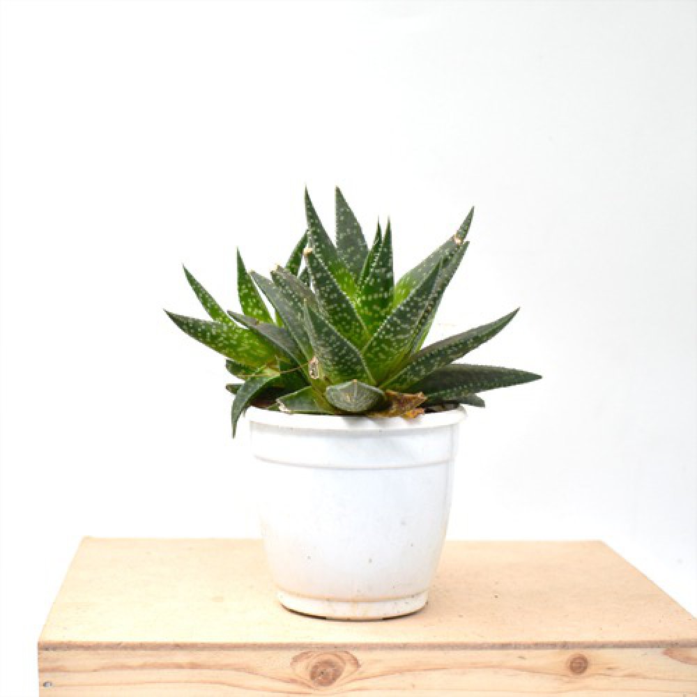 Tiger Tooth Aloe | Aloe Juvenna | Small Succulent Plant | Plants |