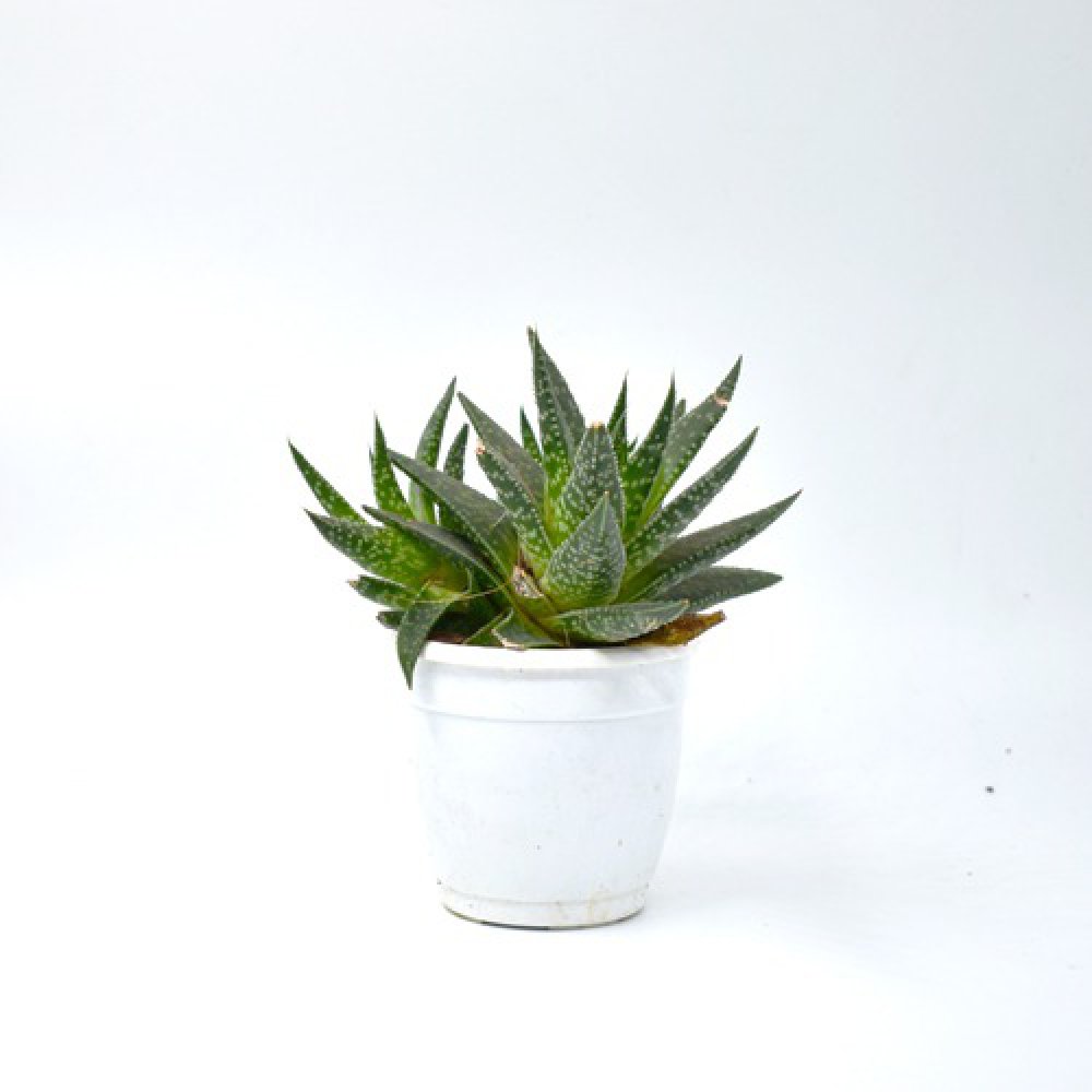 Tiger Tooth Aloe | Aloe Juvenna | Small Succulent Plant | Plants |