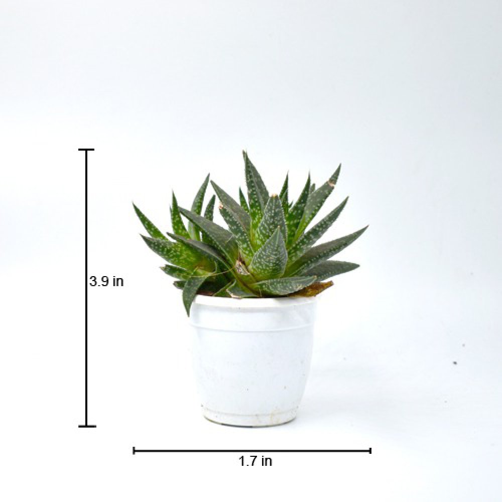 Tiger Tooth Aloe | Aloe Juvenna | Small Succulent Plant | Plants |