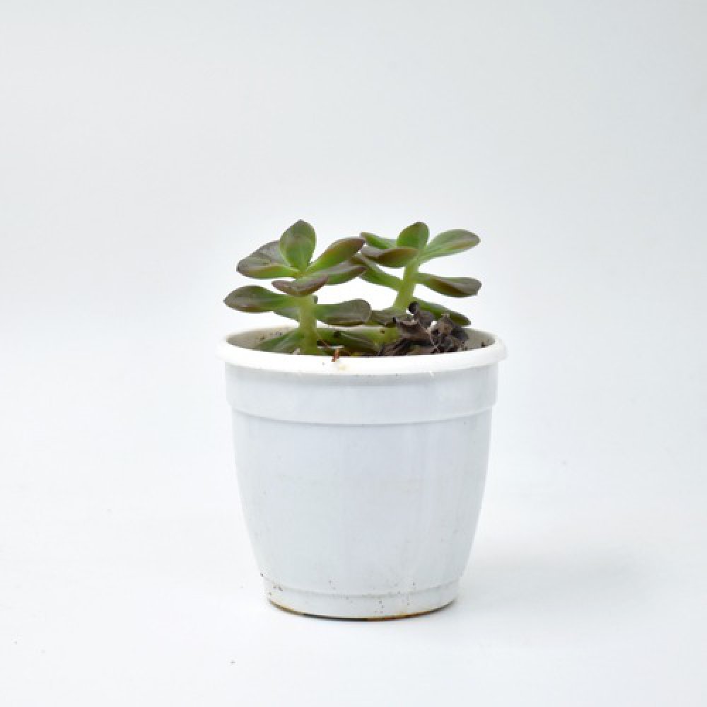 Harvestvale Crussula Plant | Plants | Indoor Plants | Home Decor