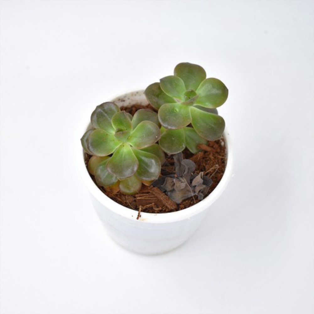 Harvestvale Crussula Plant | Plants | Indoor Plants | Home Decor