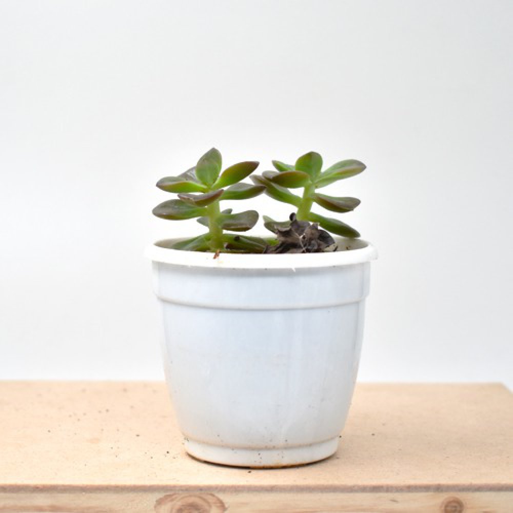 Harvestvale Crussula Plant | Plants | Indoor Plants | Home Decor