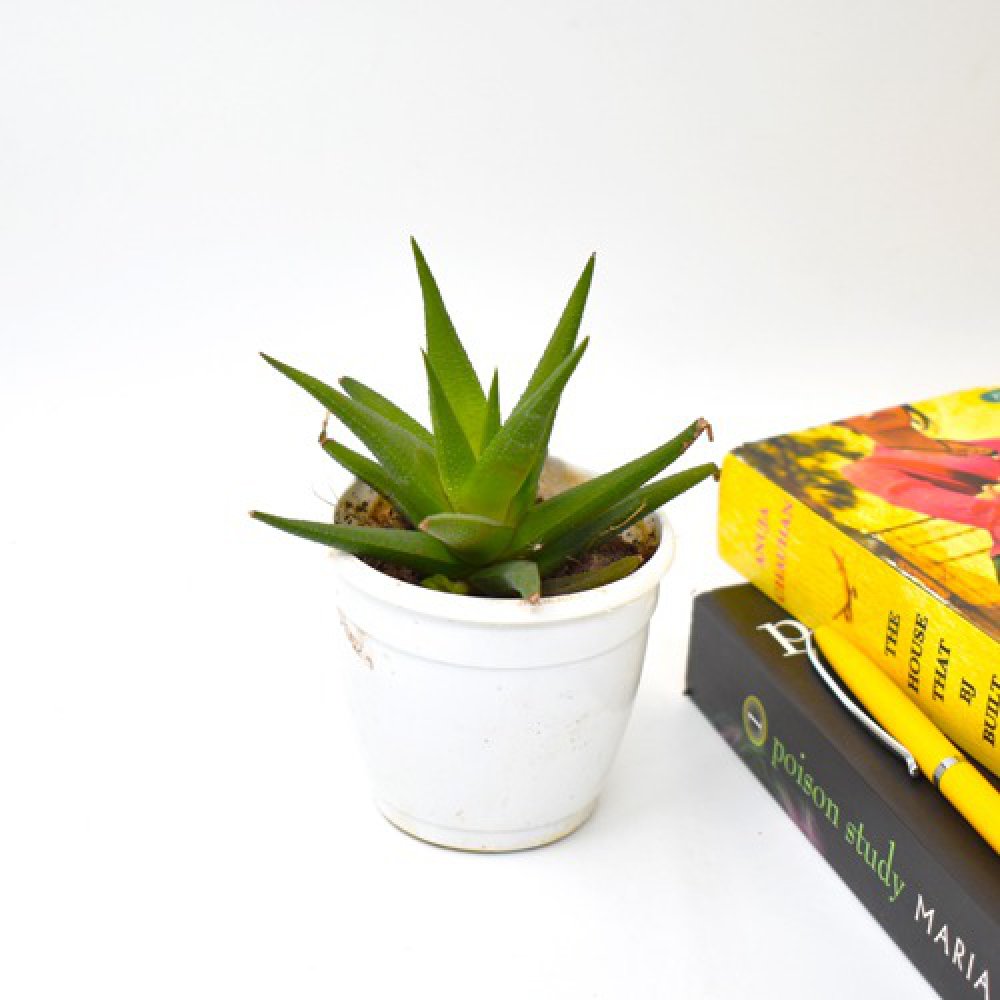 Fasciated Haworthia | Haworthiopsis FasciatePlant | Indoor Plants | Plants