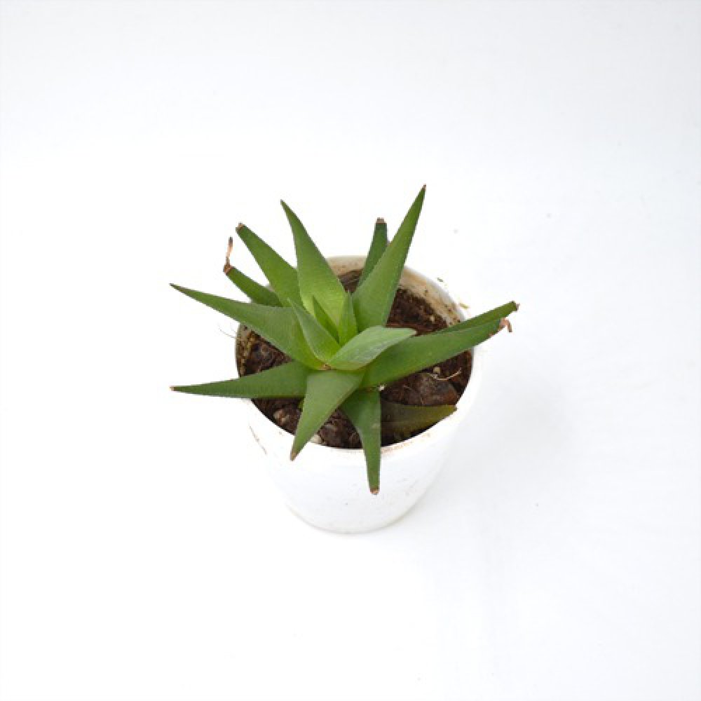 Fasciated Haworthia | Haworthiopsis FasciatePlant | Indoor Plants | Plants