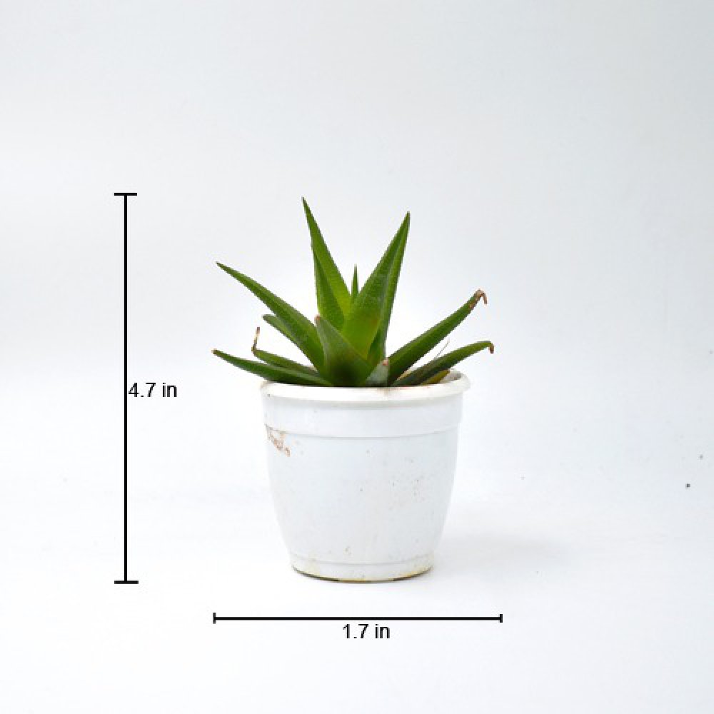 Fasciated Haworthia | Haworthiopsis FasciatePlant | Indoor Plants | Plants