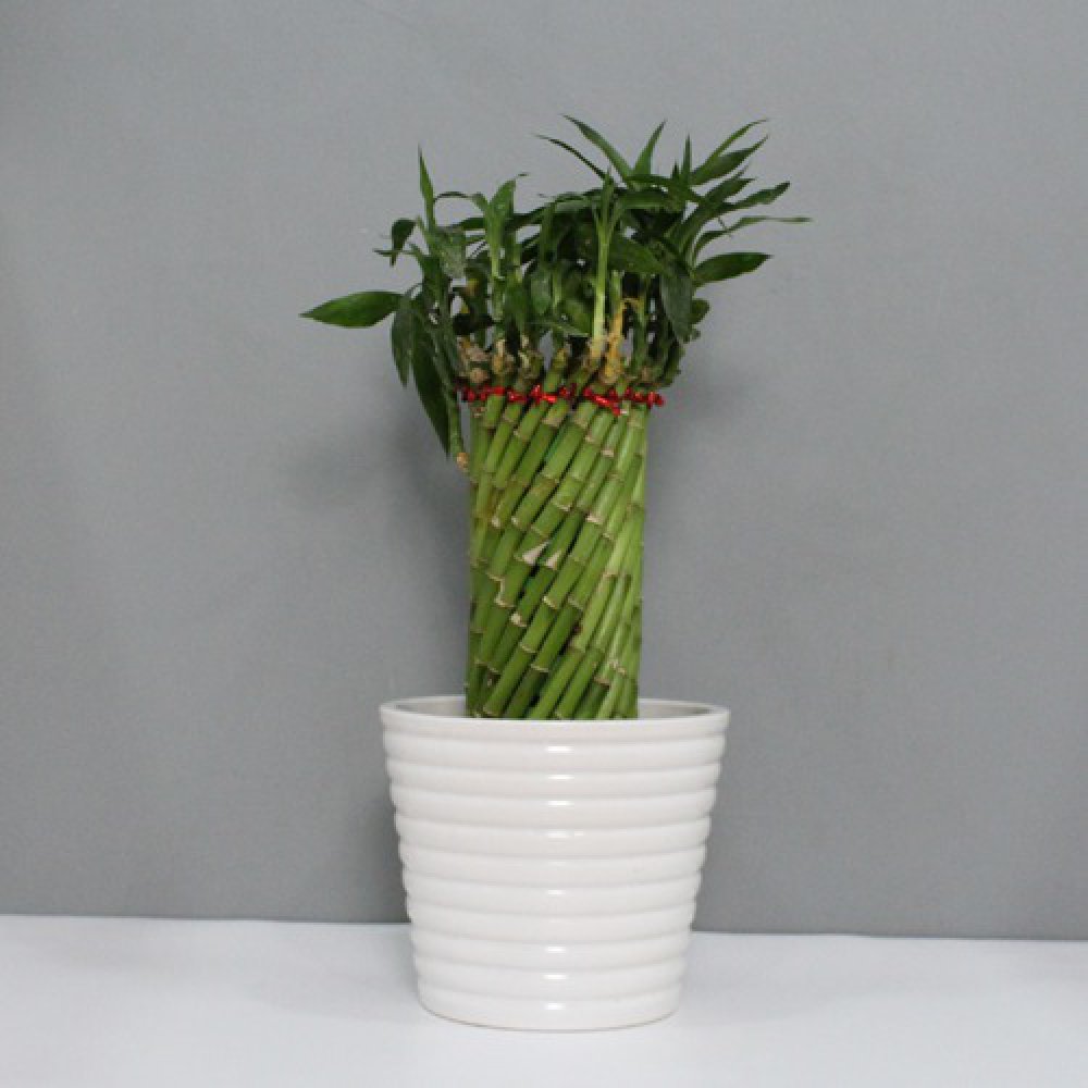 Spiral Design Planter Pot | Ceramic Pot Medium Sized for Indoor, Outdoor ,Home Office ,Plants