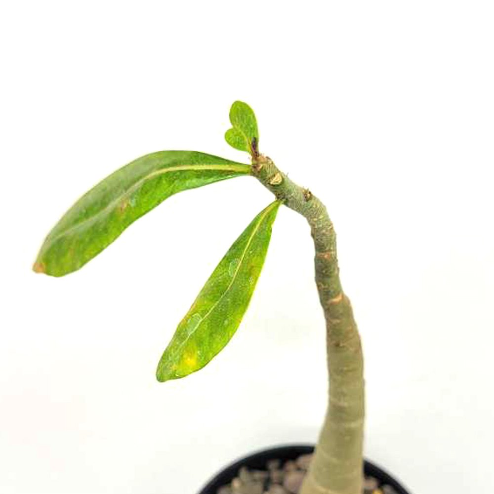 Adenium Arebicum