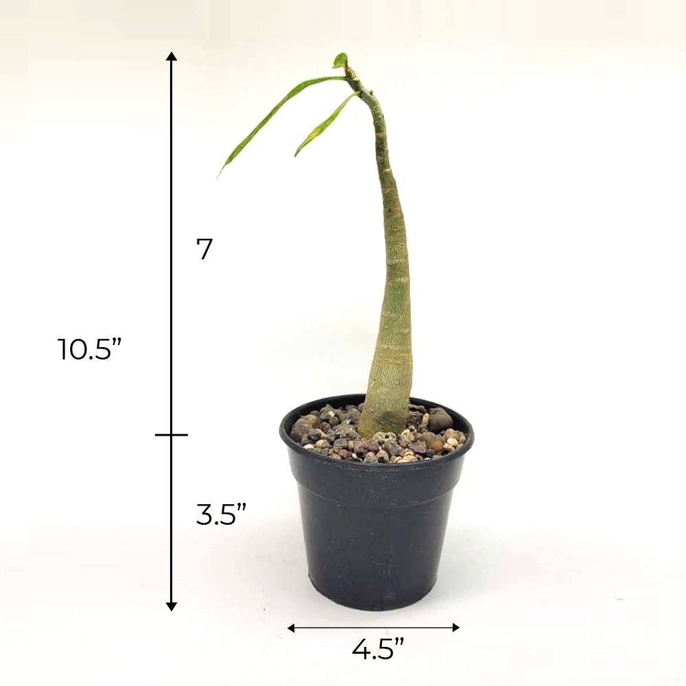 Adenium Arebicum