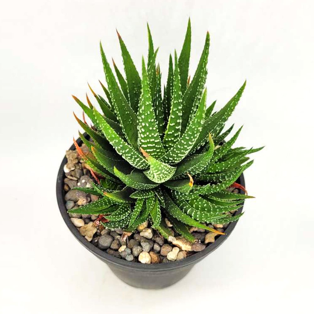 Haworthia Attabuta