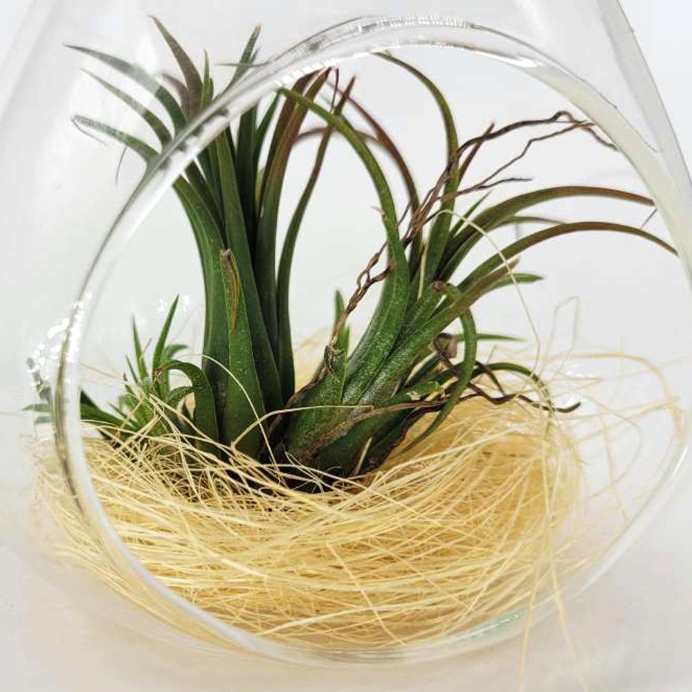 Tillandsia Plant | Air Plant with a glass hanging vase