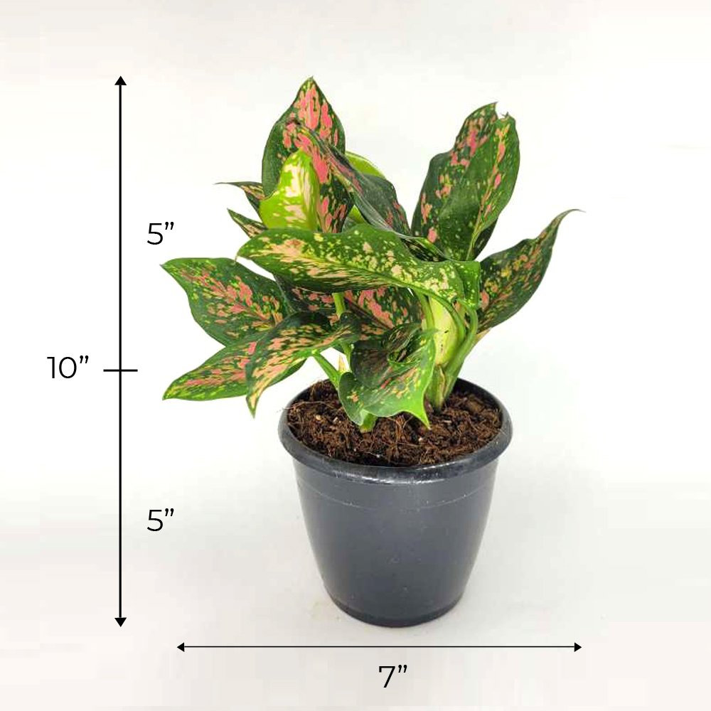 Aglaonema Red Elephant Leaf Plant