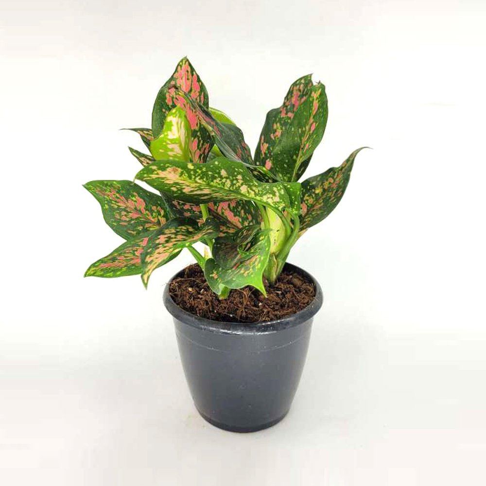 Aglaonema Red Elephant Leaf Plant