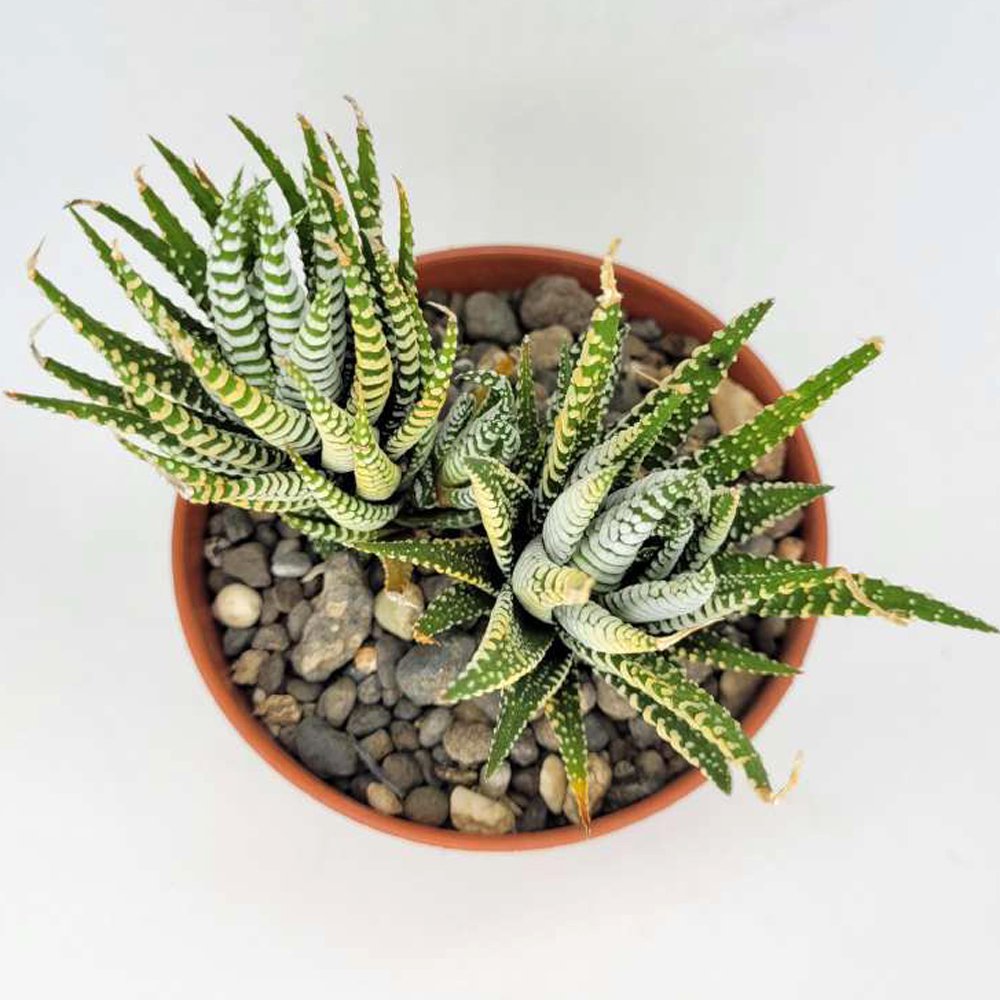 Haworthia Fansciate Zebra Plant Live Plant with Plastic Black Pot | Succlent