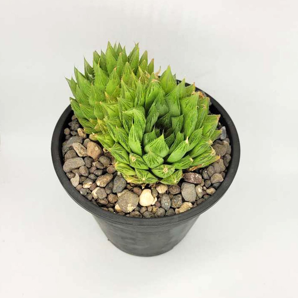 Haworthia Pumila Var