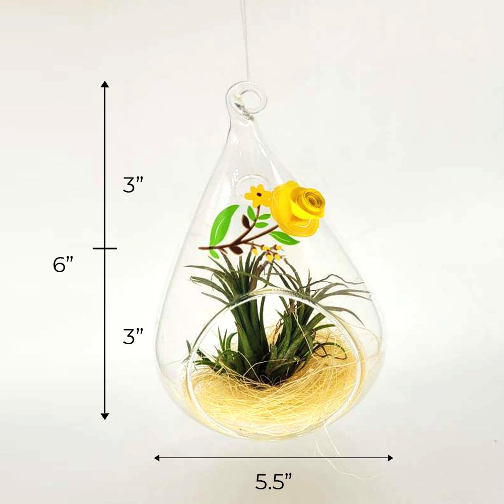 Tillandsia Plant | Air Plant with a glass hanging vase