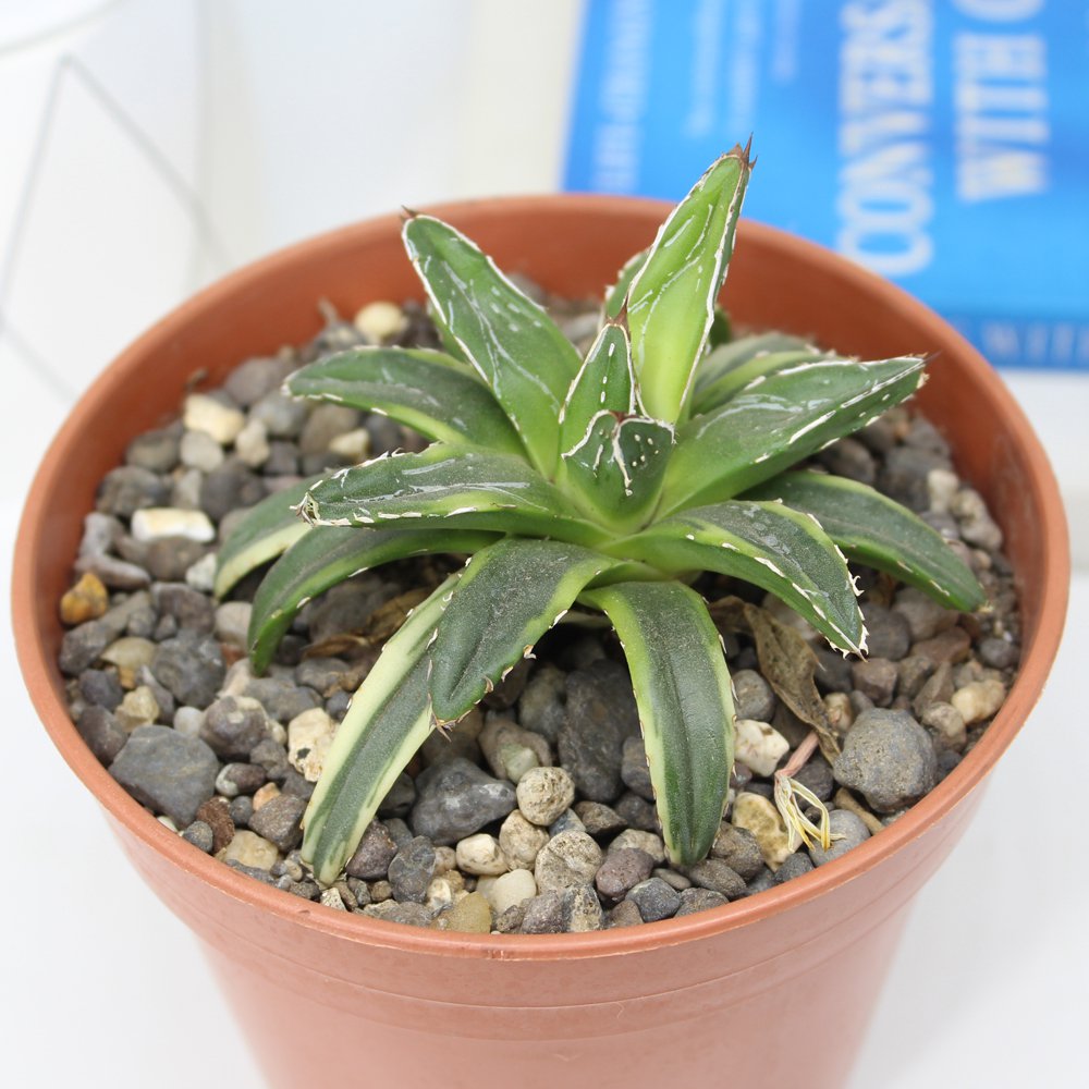 Agave Victoria Regiane 'Golden Princess'