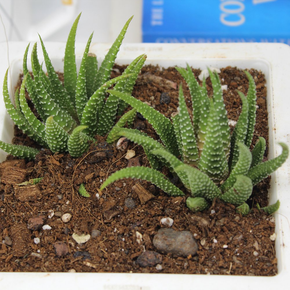 Succulent In Bonsai Pot