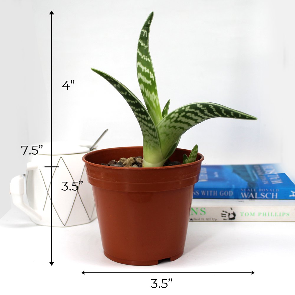 Succulent plant for Home Decor