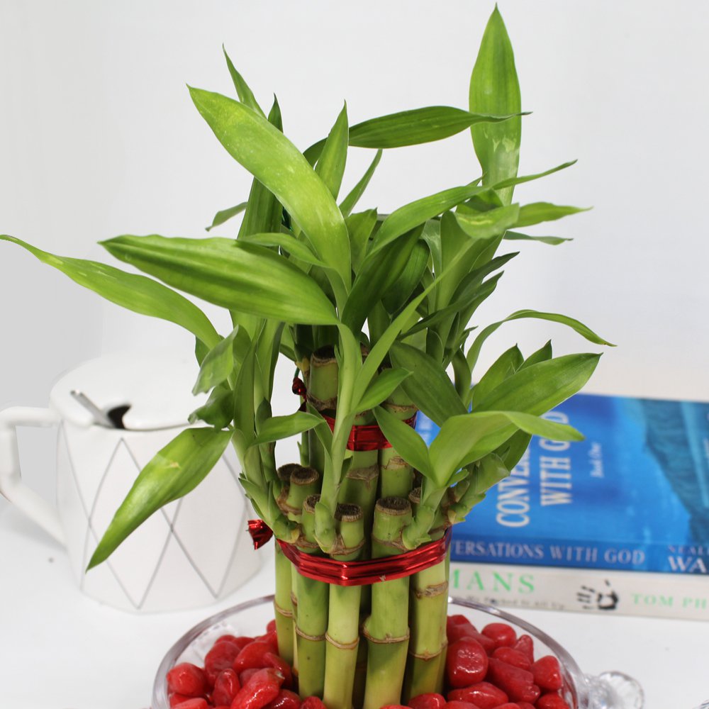 Lucky Bamboo With Turtle Glass Pot and Red Pebbles