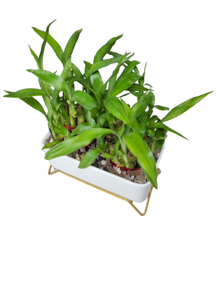 Two 2 layer bamboo plants with white ceramic planter with a stand