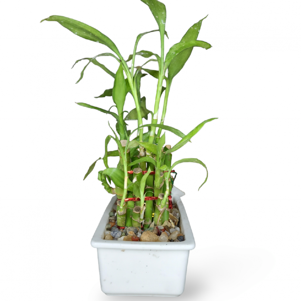 Criss Cross Bamboo Plant Medium with white ceramic planter