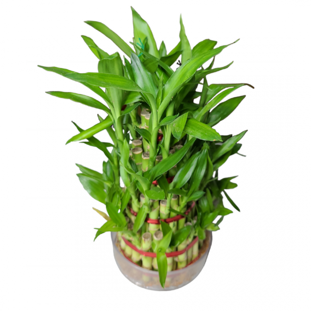 4 Layer Bamboo plant in Medium Size