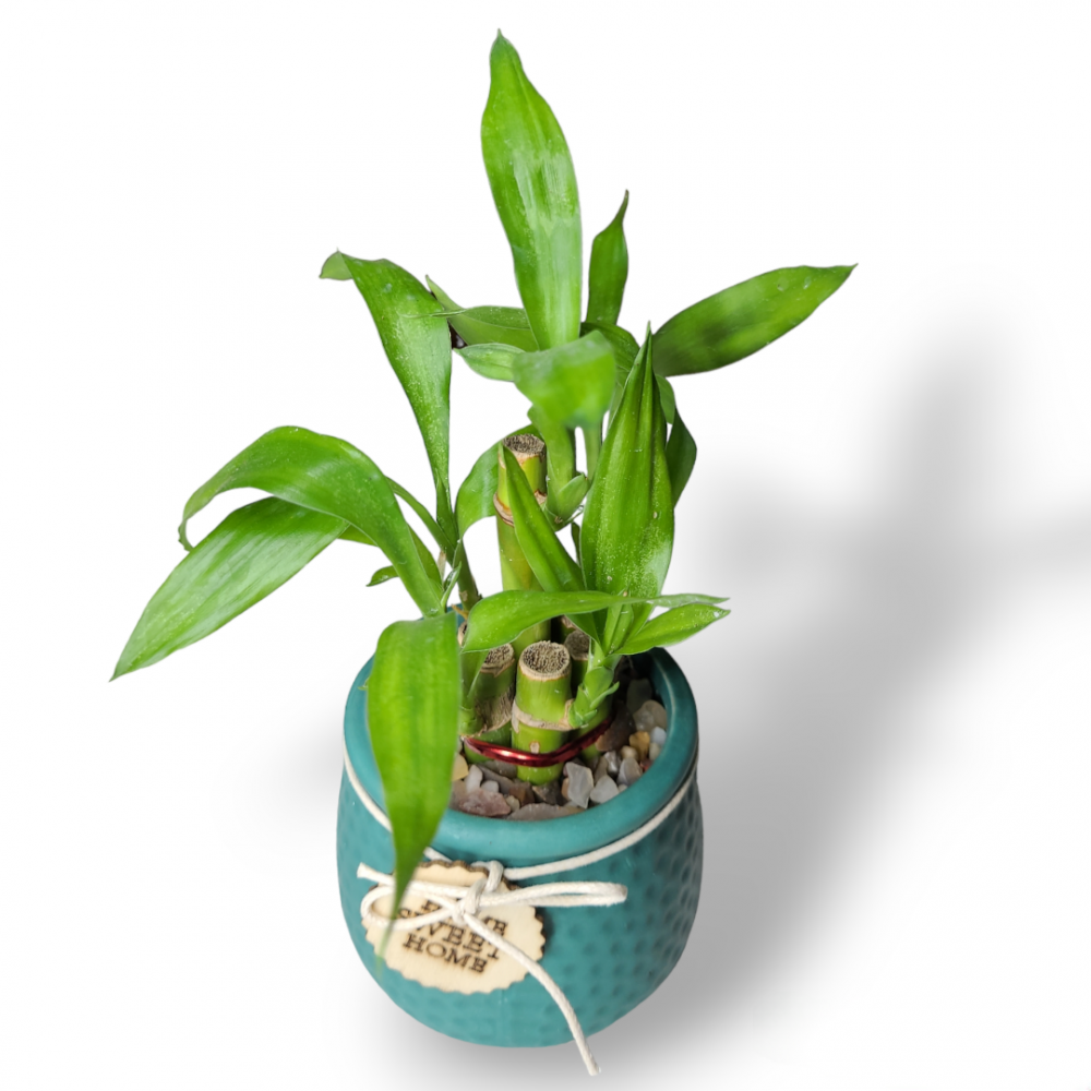 Small 2 layer bamboo plant with teal colored ceramic pot